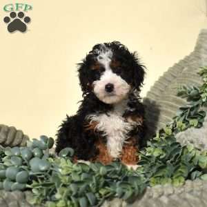 Riley, Mini Bernedoodle Puppy